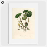 アートポスター-European Wild Ginger Illustration
 - 薬用植物学 Poster.