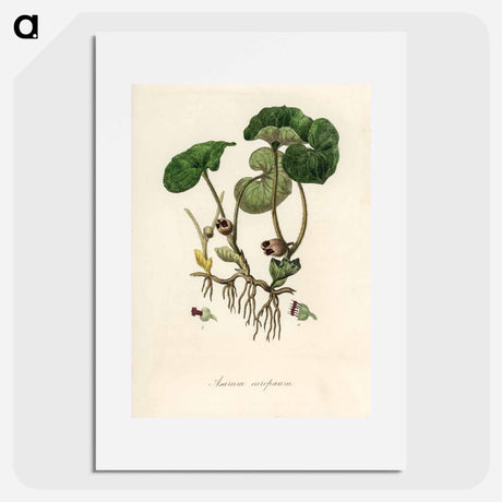 アートポスター-European Wild Ginger Illustration
 - 薬用植物学 Poster.
