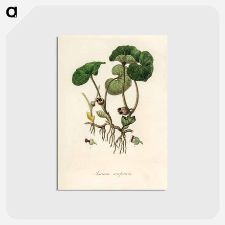 アートポストカード-European Wild Ginger Illustration
 - 薬用植物学 Postcard.