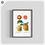 Blood orange (Aurantium hierochunticum) 2. Bigarade orange (Bigarradia della bizarria) from Traité des Arbres et Arbustes que l’on cultive en France en pleine terre - ピエール ジョゼフ ルドゥーテ Poster.