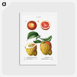 アートポストカード-Blood orange (Aurantium hierochunticum) 2. Bigarade orange (Bigarradia della bizarria) from Traité des Arbres et Arbustes que l’on cultive en France en pleine terre - ピエール ジョゼフ ルドゥーテ Postcard.