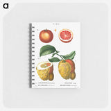 Blood orange (Aurantium hierochunticum) 2. Bigarade orange (Bigarradia della bizarria) from Traité des Arbres et Arbustes que l’on cultive en France en pleine terre - ピエール ジョゼフ ルドゥーテ Memo.