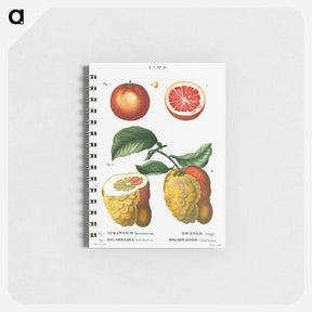 アートメモ帳-Blood orange (Aurantium hierochunticum) 2. Bigarade orange (Bigarradia della bizarria) from Traité des Arbres et Arbustes que l’on cultive en France en pleine terre - ピエール ジョゼフ ルドゥーテ Memo.