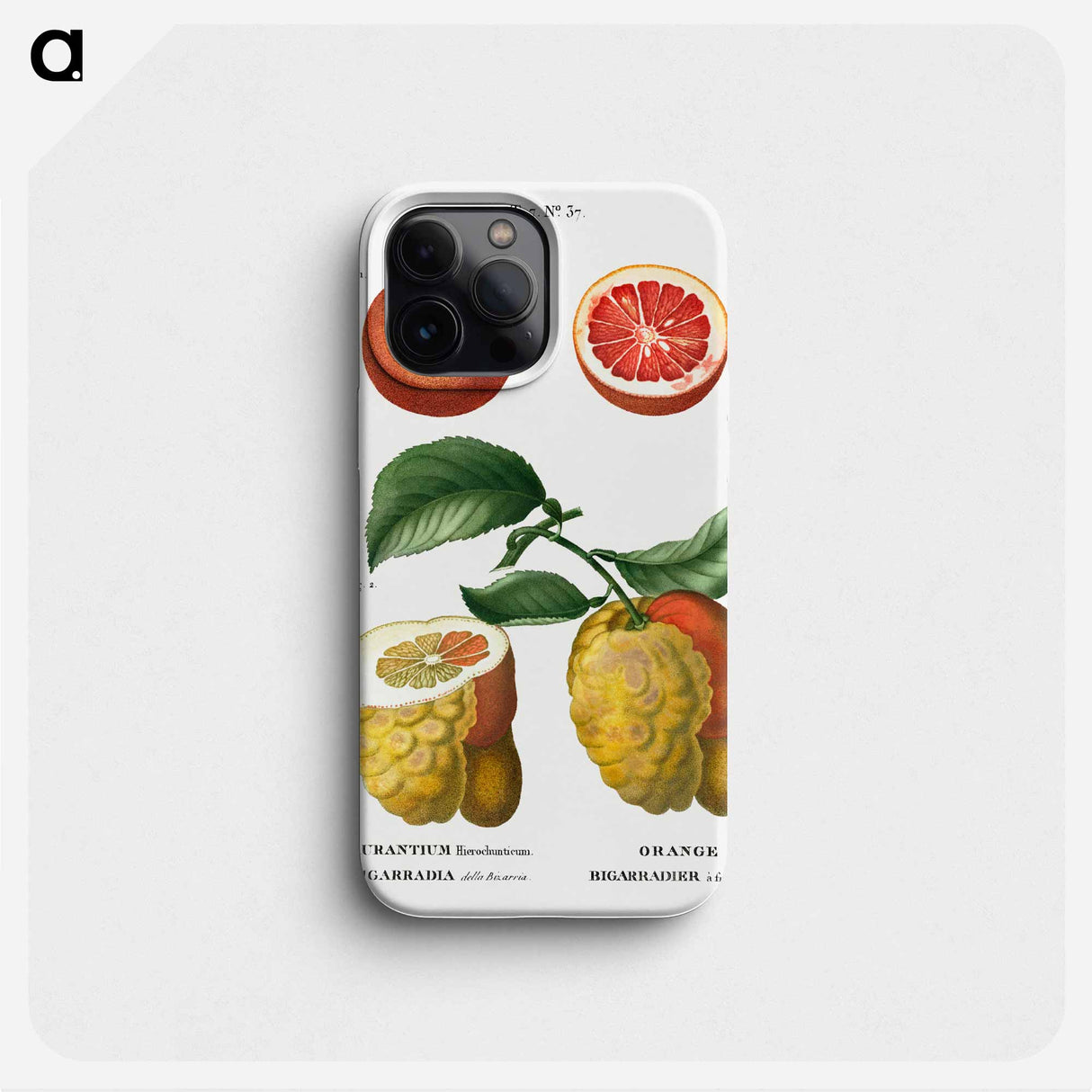 Blood orange (Aurantium hierochunticum) 2. Bigarade orange (Bigarradia della bizarria) from Traité des Arbres et Arbustes que l’on cultive en France en pleine terre - ピエール ジョゼフ ルドゥーテ Phone Case.