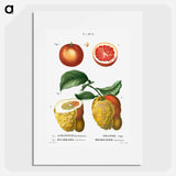 Blood orange (Aurantium hierochunticum) 2. Bigarade orange (Bigarradia della bizarria) from Traité des Arbres et Arbustes que l’on cultive en France en pleine terre - ピエール ジョゼフ ルドゥーテ Poster.