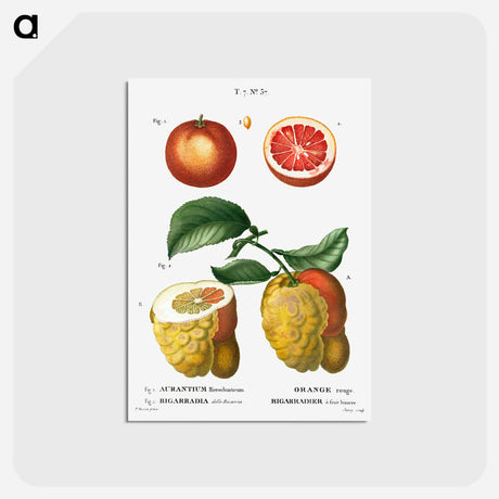 アートポストカード-Blood orange (Aurantium hierochunticum) 2. Bigarade orange (Bigarradia della bizarria) from Traité des Arbres et Arbustes que l’on cultive en France en pleine terre - ピエール ジョゼフ ルドゥーテ Postcard.