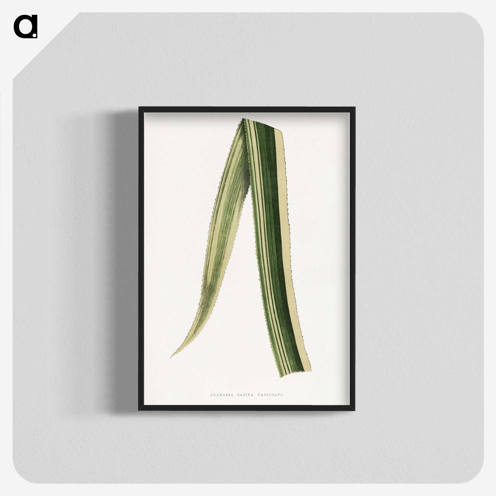 2-18_Plants-with-Colored-Foliage_blk-crop