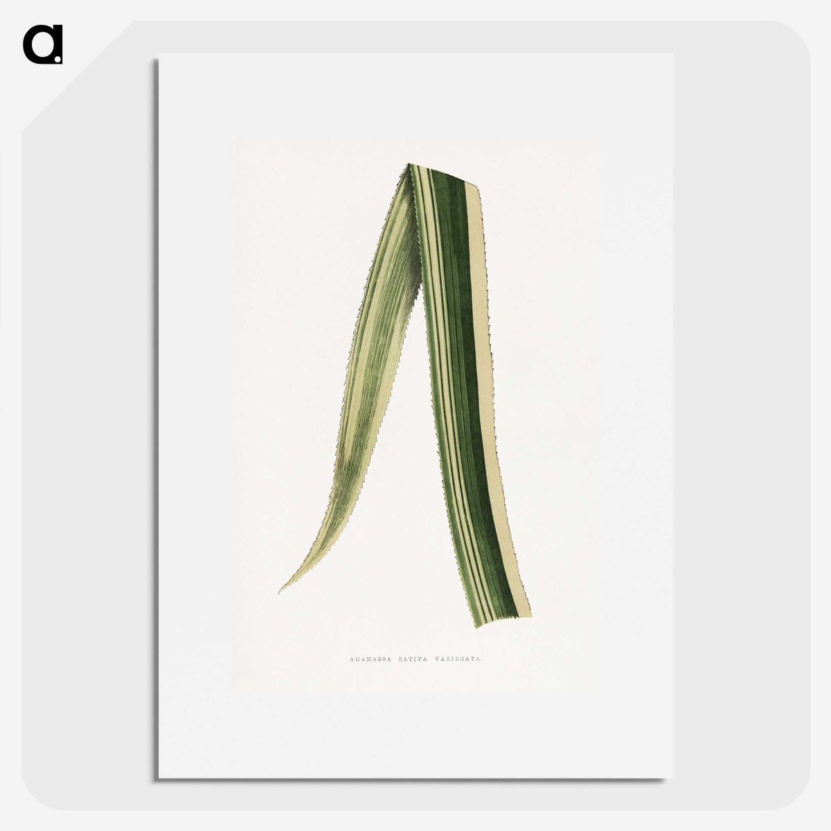 2-18_Plants-with-Colored-Foliage_picture