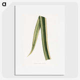 2-18_Plants-with-Colored-Foliage_picture