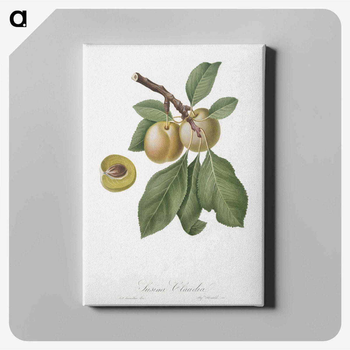 2-18_Pomona-Italiana_canvas