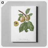 2-18_Pomona-Italiana_canvas