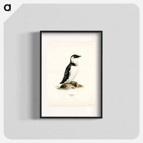 アートポスター-Little Auk
 - スヴェンスカ フォグラル Poster.