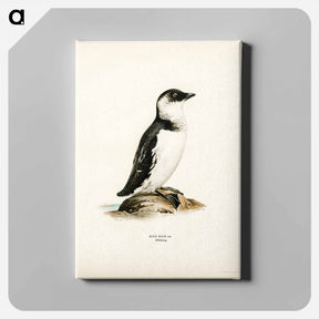 アートパネル-Little Auk
 - スヴェンスカ フォグラル Canvas.