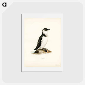 アートポストカード-Little Auk
 - スヴェンスカ フォグラル Postcard.