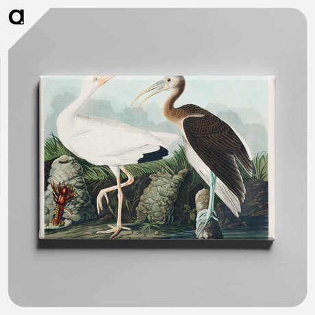アートパネル-White Ibis from Birds of America
 - アメリカの鳥たち Canvas.