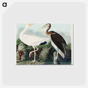 アートポストカード-White Ibis from Birds of America
 - アメリカの鳥たち Postcard.