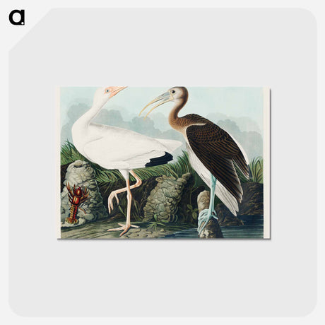 アートポストカード-White Ibis from Birds of America
 - アメリカの鳥たち Postcard.