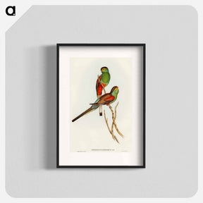 アートポスター-Beautiful Parakeet
 - オーストラリアの鳥 Poster.