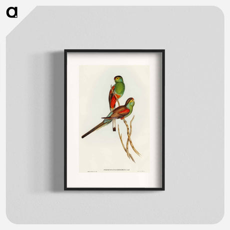 アートポスター-Beautiful Parakeet
 - オーストラリアの鳥 Poster.