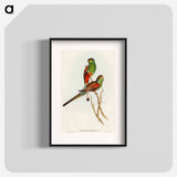 Beautiful Parakeet
 - オーストラリアの鳥 Poster.