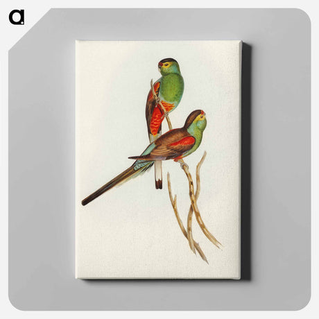 アートパネル-Beautiful Parakeet
 - オーストラリアの鳥 Canvas.