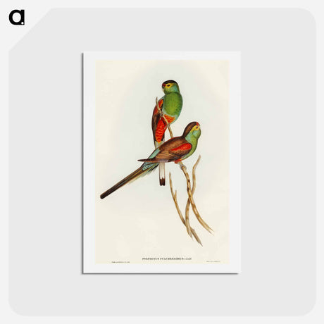 アートポストカード-Beautiful Parakeet
 - オーストラリアの鳥 Postcard.