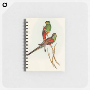 アートメモ帳-Beautiful Parakeet
 - オーストラリアの鳥 Memo.