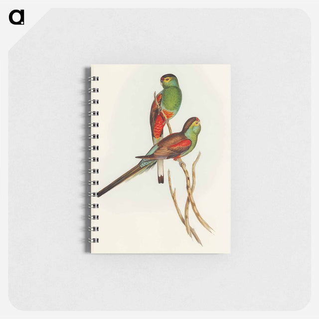 アートメモ帳-Beautiful Parakeet
 - オーストラリアの鳥 Memo.
