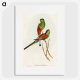 アートポスター-Beautiful Parakeet
 - オーストラリアの鳥 Poster.