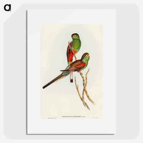 アートポスター-Beautiful Parakeet
 - オーストラリアの鳥 Poster.