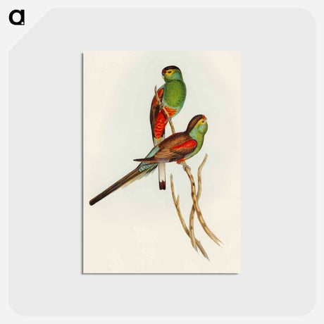 アートポストカード-Beautiful Parakeet
 - オーストラリアの鳥 Postcard.