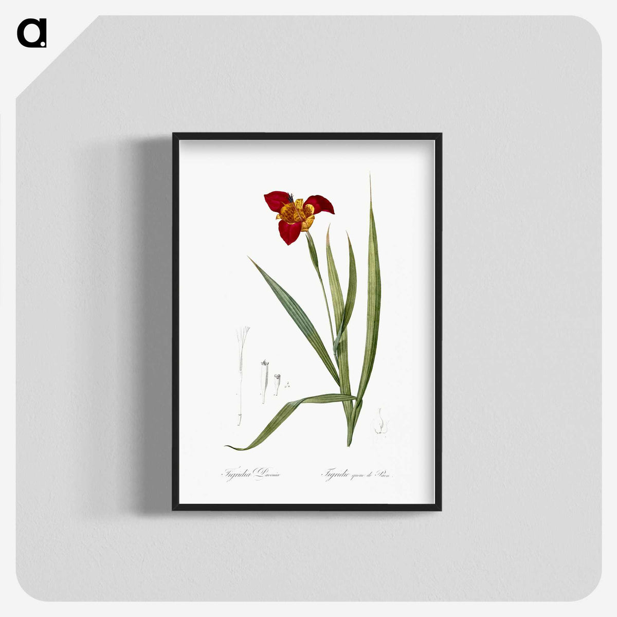 2-18_The-Lilies_blk-crop