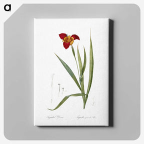 2-18_The-Lilies_canvas