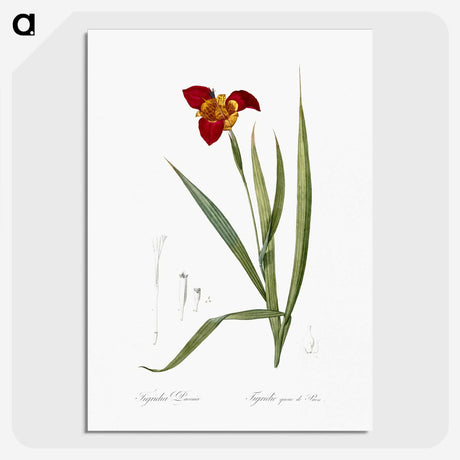 2-18_The-Lilies_picture-crop