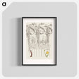 アートポスター-Caterpillar and Globeflower from Mira Calligraphiae Monumenta
 - 書道のお手本 Poster.