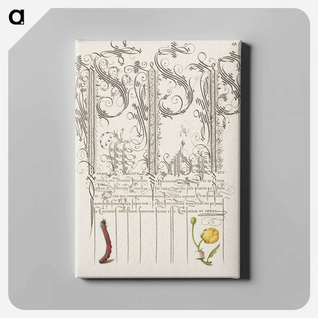 アートパネル-Caterpillar and Globeflower from Mira Calligraphiae Monumenta
 - 書道のお手本 Canvas.