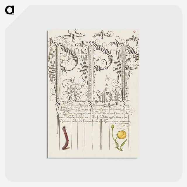 アートポストカード-Caterpillar and Globeflower from Mira Calligraphiae Monumenta
 - 書道のお手本 Postcard.