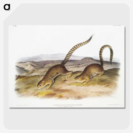2-18_The-Viviparous-Quadrupeds_picture-crop