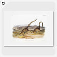 2-18_The-Viviparous-Quadrupeds_picture