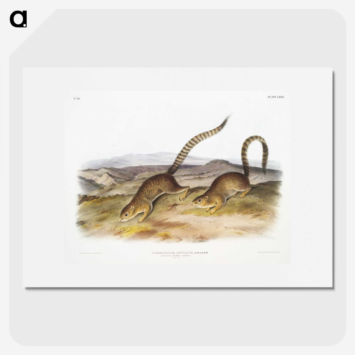 2-18_The-Viviparous-Quadrupeds_picture