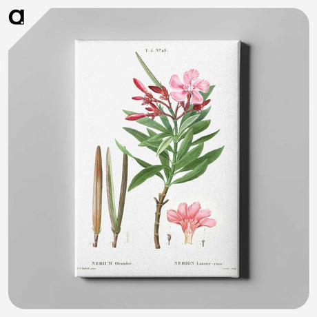 2-18_Treatise-on-Trees-and-Shrubs_canvas