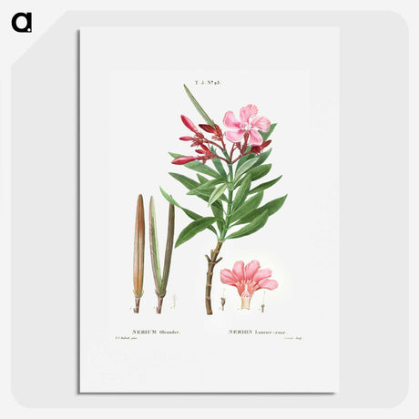 2-18_Treatise-on-Trees-and-Shrubs_picture