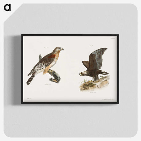 2-18_Zoology-of-New-York_blk-crop