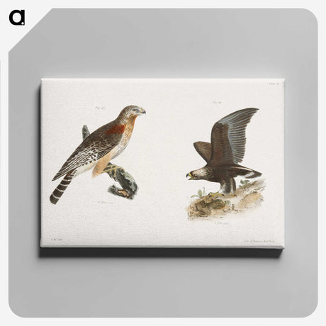 2-18_Zoology-of-New-York_canvas