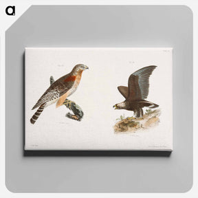 アートパネル-The Red-shouldered Buzzard (Buteo hyemalis) 14. The Golden Eagle (Aquila Chrysaëtos) illustration from Zoology of New York by - ニューヨークの動物学 Canvas.