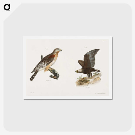 2-18_Zoology-of-New-York_hagaki