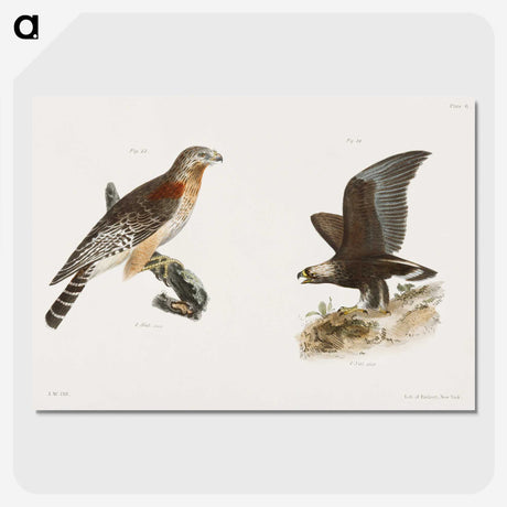2-18_Zoology-of-New-York_picture-crop
