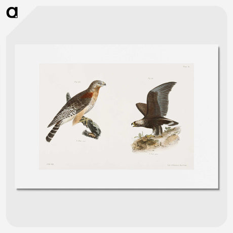 2-18_Zoology-of-New-York_picture