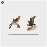 2-18_Zoology-of-New-York_postcard