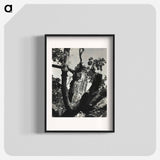 The Old Maple, Lake George - アルフレッド スティーグリッツ Poster.